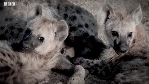 Disturbing Encounter with Hyena Mother | Bad Natured | BBC Earth