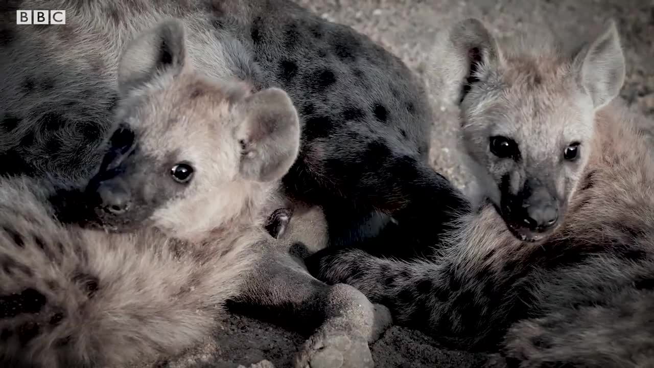 Disturbing Encounter with Hyena Mother | Bad Natured | BBC Earth