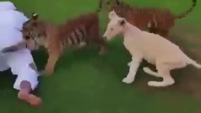 6 years ago Amazing video-Arabic man with wild animals-wild animal as a pet-must watch