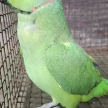 "Chatter from the Afterlife: The Enigmatic Parrot Talking Mummy"