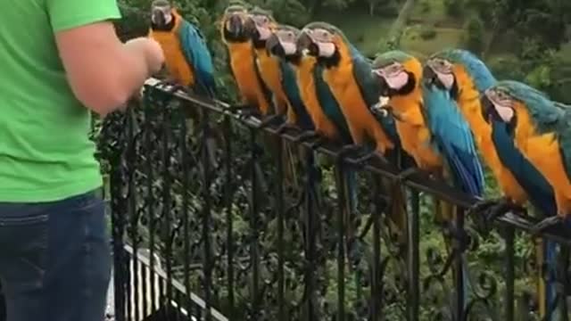 Feeding a Line of Parrot