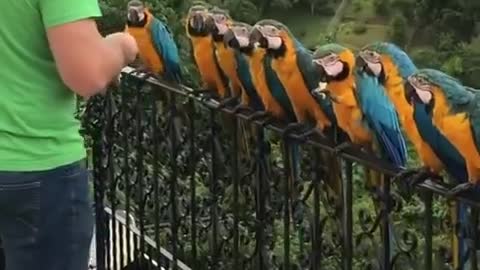 Feeding a Line of Parrot