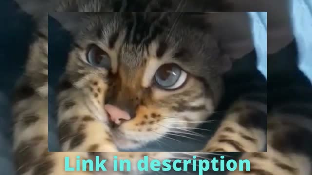 So Cute Cats ♥ Best Funny Cat Videos by 2021