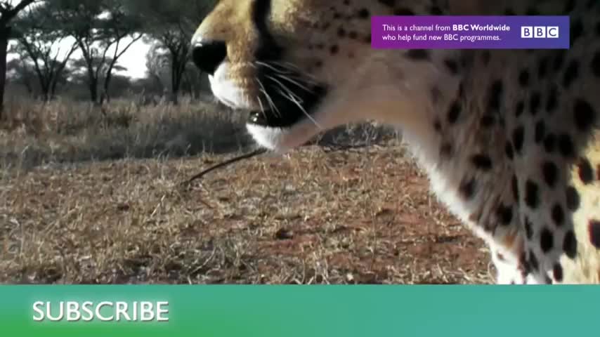 Leopard Seal Kills Emperor Penguin | Blue Planet | BBC Earth