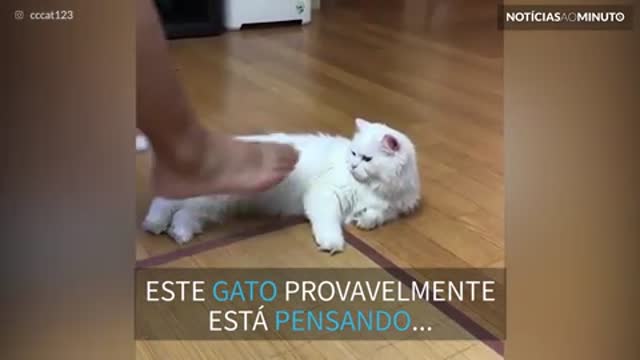 Este gato tem aversão ao chulé!