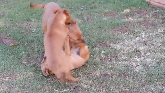 Three most funny dogs are playing in the garden