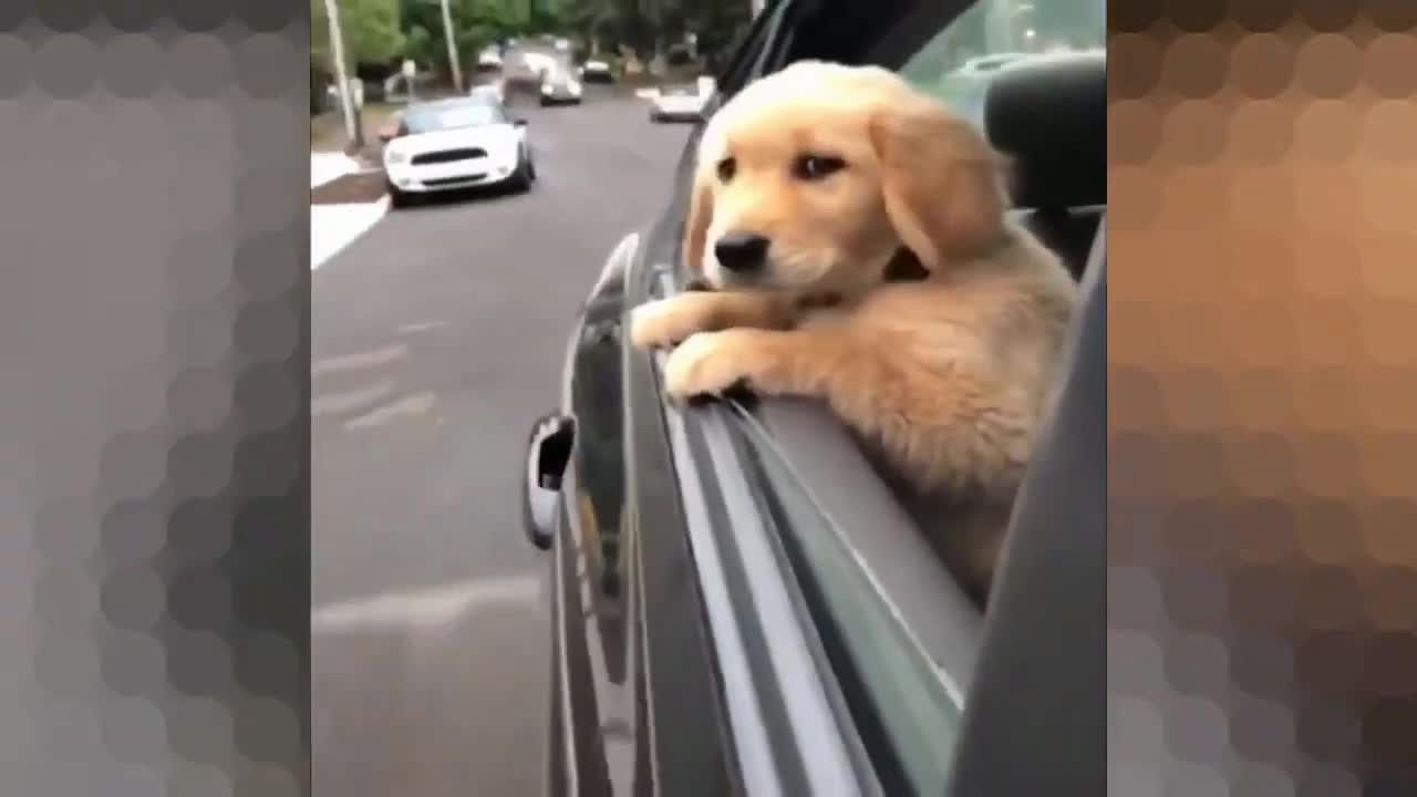 This puppy likes to look out the window