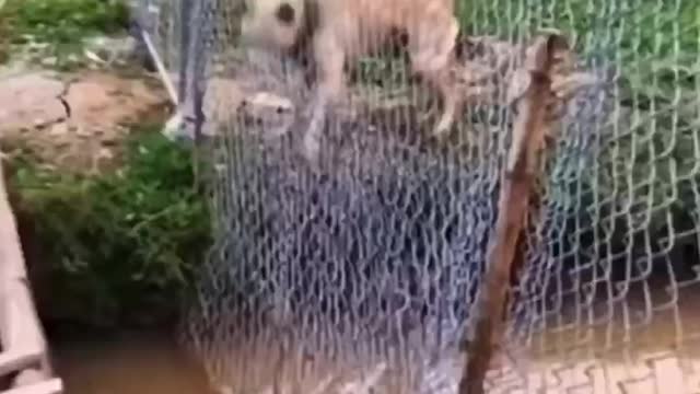Happy little animals