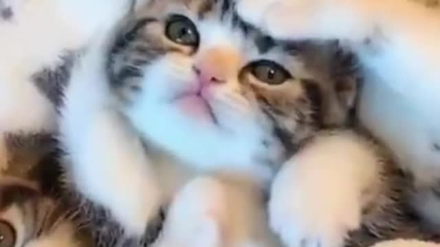 Amazing cat videos #short