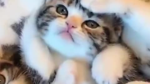 Amazing cat videos #short