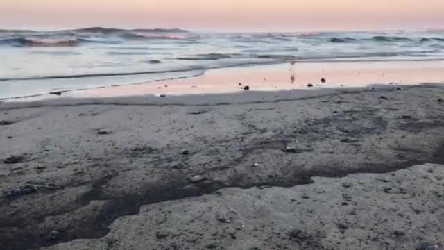 Major oil spill off the California coast has caused dead birds, fish and oil to wash up