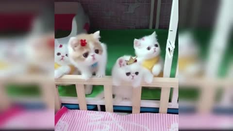 the best and cute cats in the world