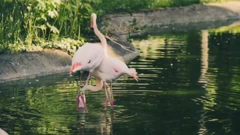 Relaxation video with beautiful sound and beautiful landscapes