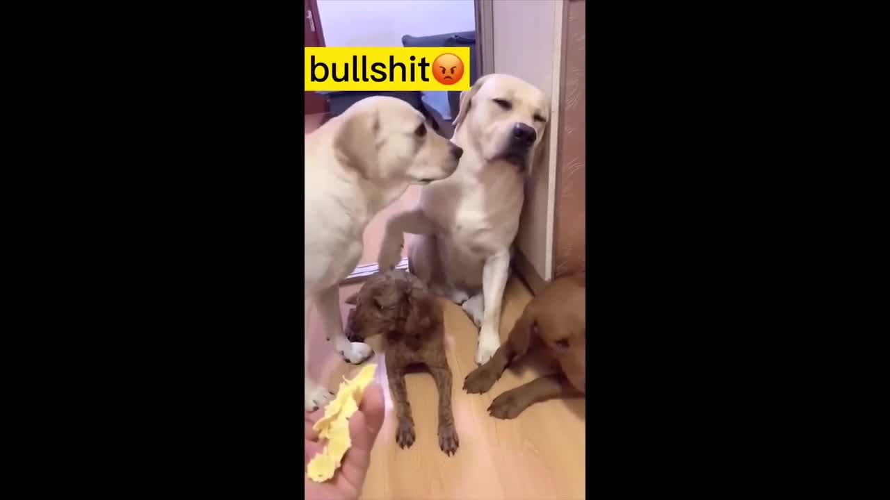 Dog Blaming Dog, Hilarious to watch!!
