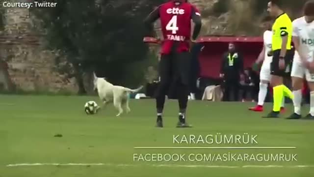 Canine interruption: How a dog brought a football match to a halt