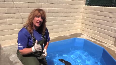 Four Steps to Rehabilitate Rescued Sea Lions
