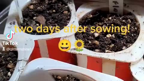 Seedling update