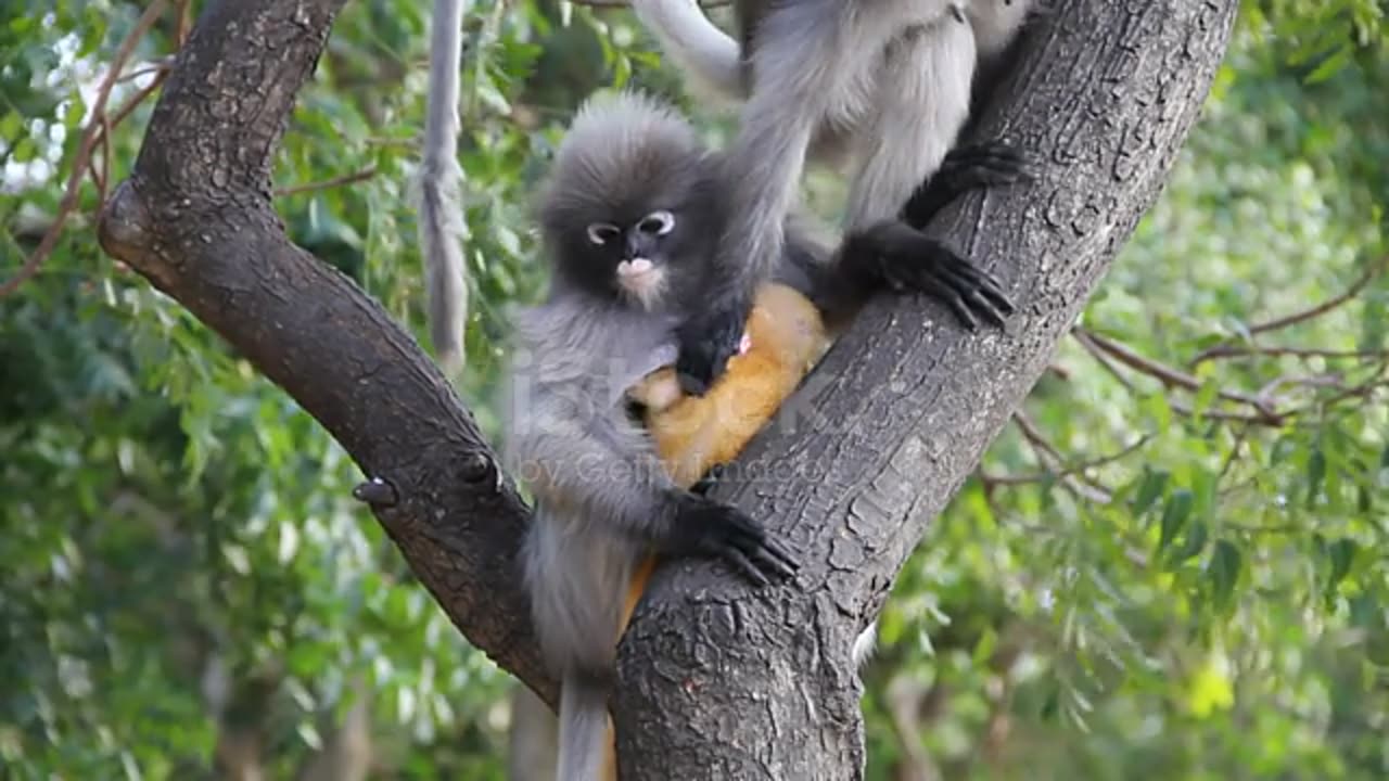 Dusky leaf monkey on tree stock