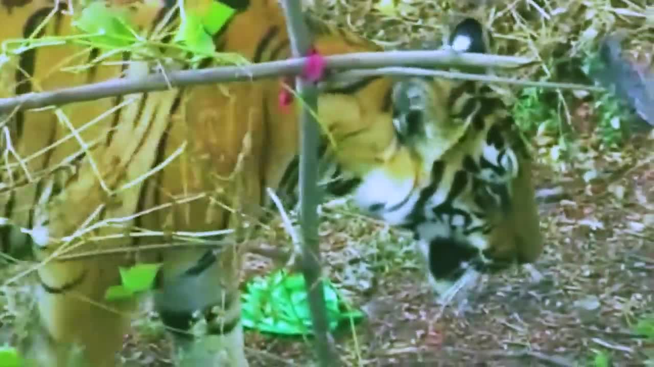 Why tigers attack on humans in india human wildlife conflicts