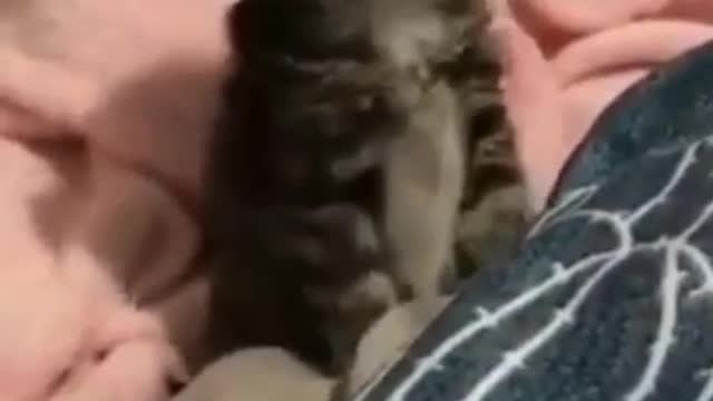 funny cat videos | cute cat videos #3