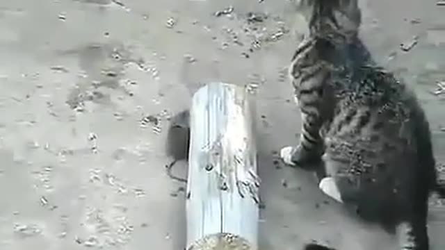 !!! Funny! Humor! Laughter Funny jokes with cats1