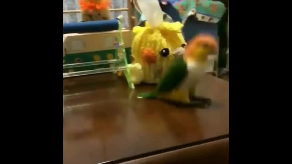 Parrot funny sweet