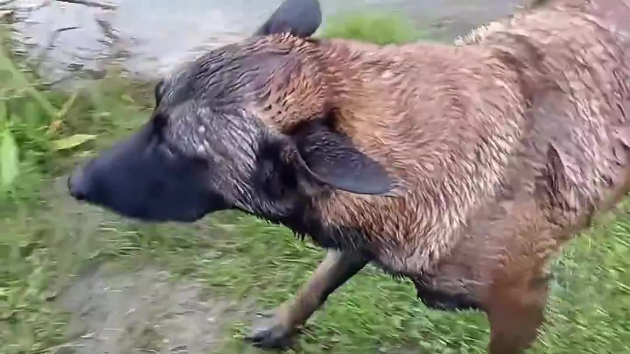 Dog's Underwater Treasure Hunt #dogtraining #dog #shepherd #malinois #puppy