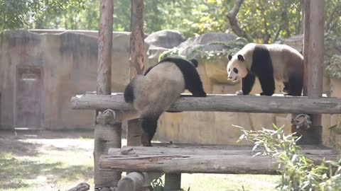 Two cute pandas are playing