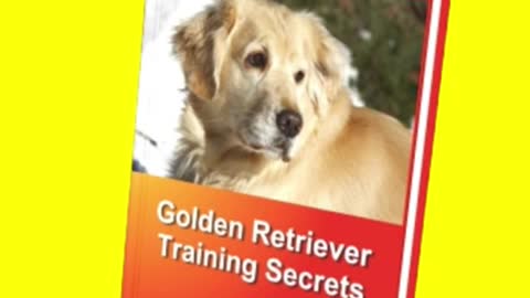 Handsome golden retriever quietly asks for attention from a stranger