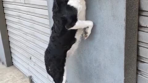 Treinamento da Kyra , uma border collie muito inteligente