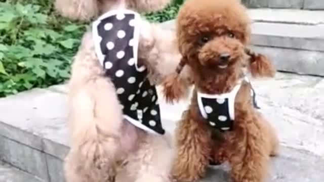 Funny Cute and Smart Puppies Animals and Pets