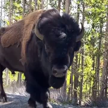 Here is the monster!