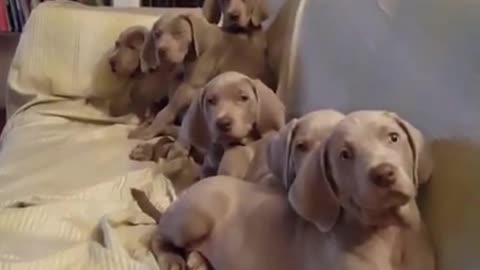 Six dogs, which one do you like