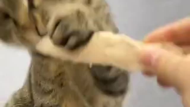 Real Animals 😹 - Best Of The 2021 #Funny Animals Videos - Try Not To Laugh #comedy #shorts