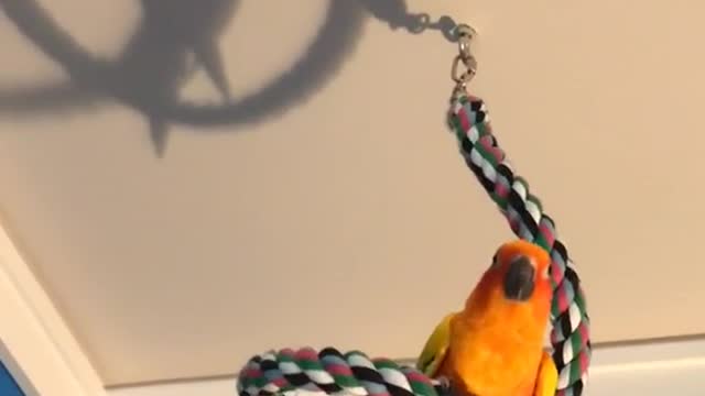 Orange bird dances on rope to music