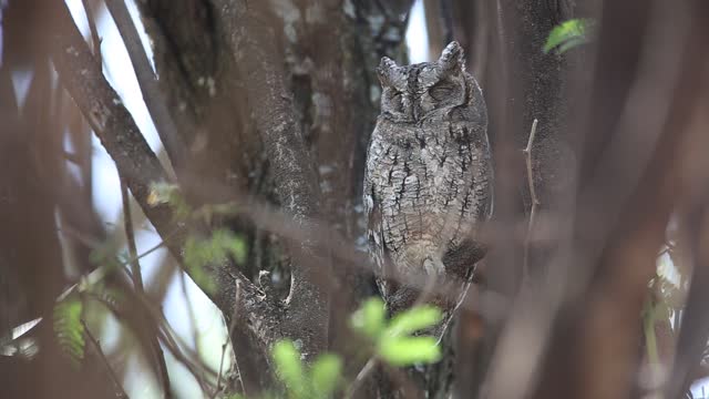 A owl is sleeping on a tree