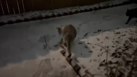 Hilarious cats experience