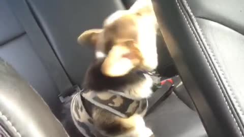 Corgi Puppy Singing