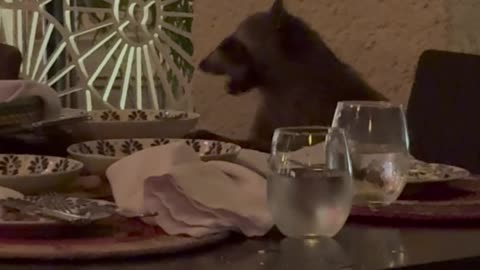 Polite Raccoon Eats Leftovers At Restaurant