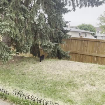 A cat approach from crow tree