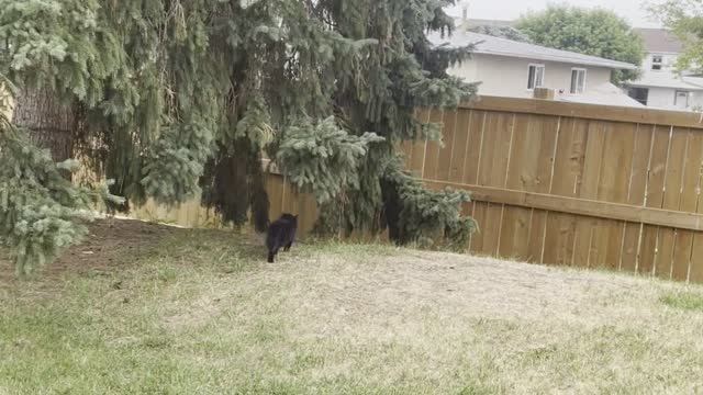 A cat approach from crow tree