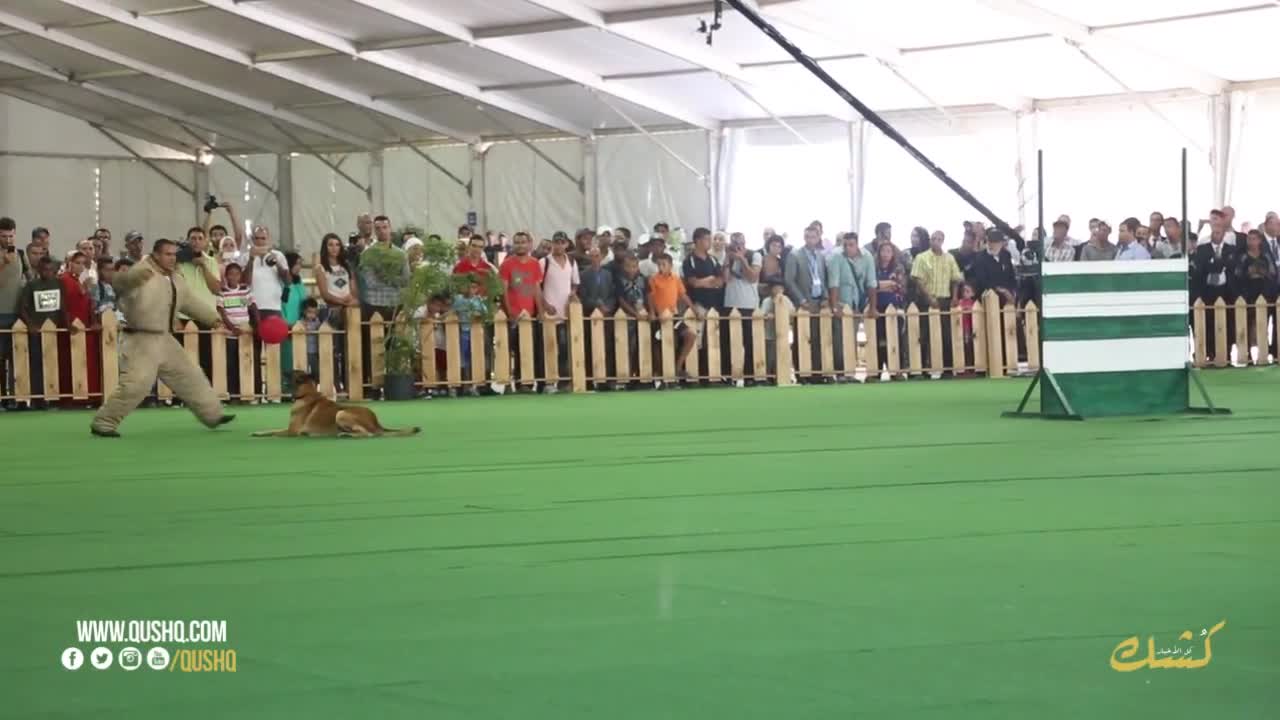 The finest dog training in Morocco