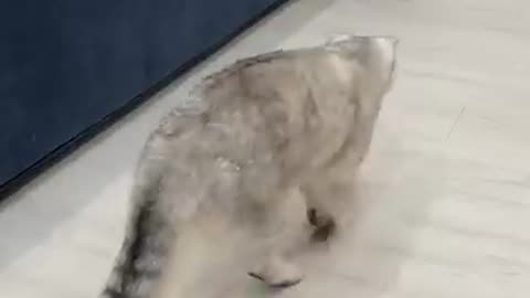 Funny Cute Cats