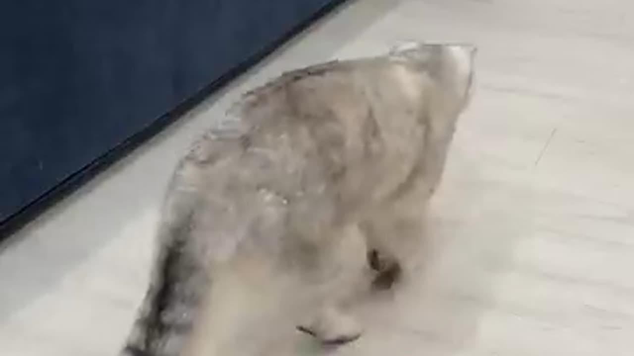 Funny Cute Cats