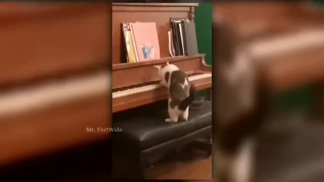 Cat is playing the piano.