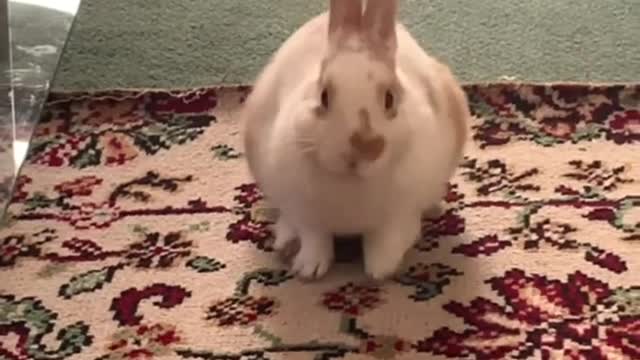 Young Rabbit Pretending To Be A Loaf Bread