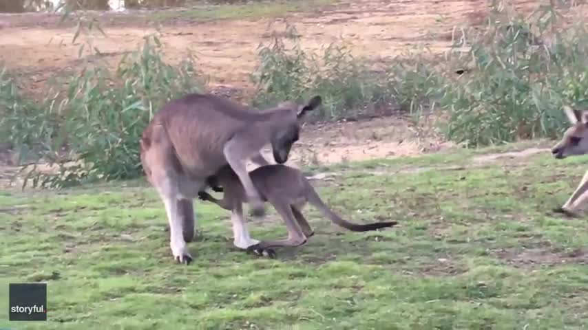 OOPS! Cute Joey Tries to Get into the Wrong Pouch!