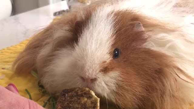 Cute Texel Guinea Pig Eats Zaatar Pita Chips