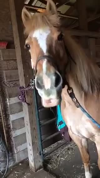 Elly the Haflinger laughing