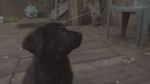 Reuben 8 week old Shepweiler Puppy Training